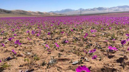 Atacama: la floración del desierto más árido del mundo atrae a viajeros de todo el mundo. &nbsp;