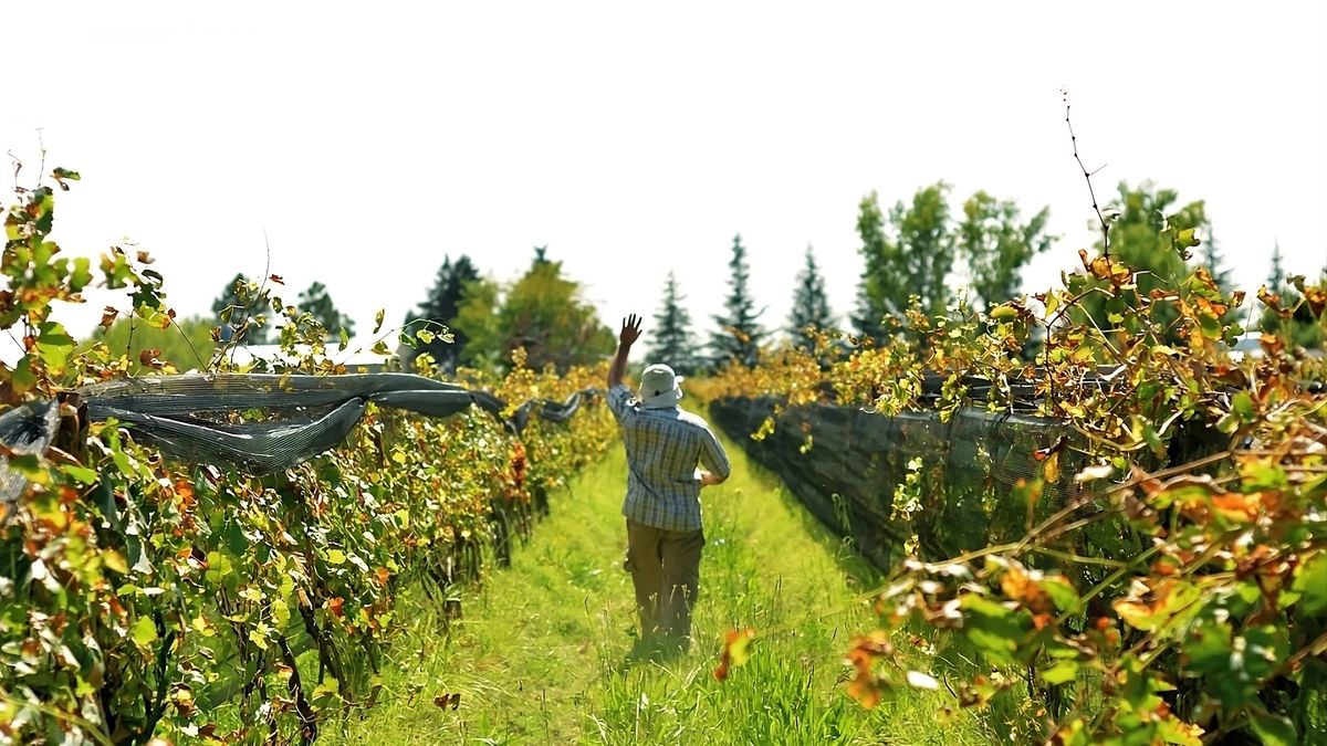 Mendoza: conocé esta bodega que fue premiada mundialmente como una favorita de los viajeros.&nbsp;