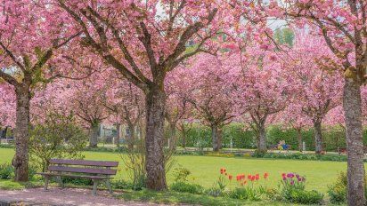 Aswan Tours te invita vivir el espectáculo natural de la floración de cerezos en Japón