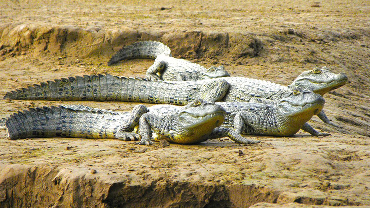 Vacaciones en familia en Chaco aventura en El Impenetrable