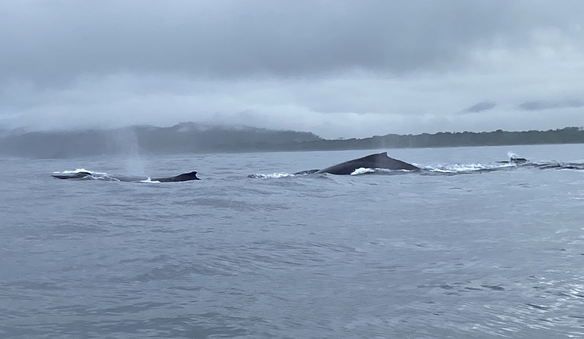 Bahía Solano: El Almejal, una opción de hospedaje en medio de la selva