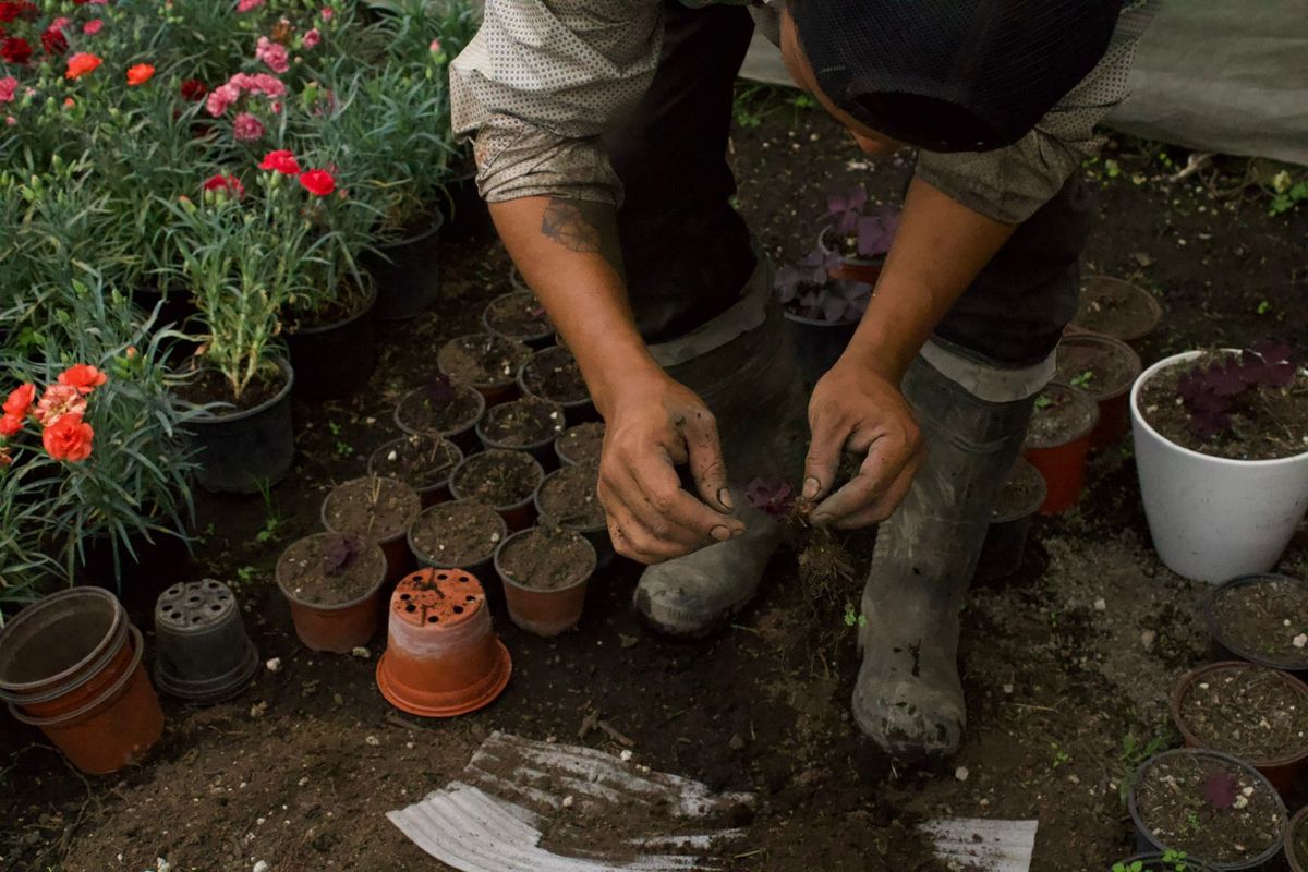 En Xochimilco podrás encontrar plantas de todo tipo.