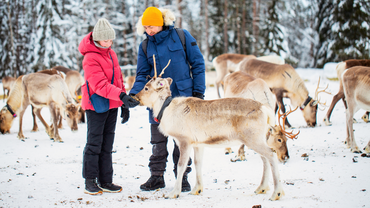 Disfruta en familia estas experiencias invernales que no pueden perderse si viajan a Laponia.