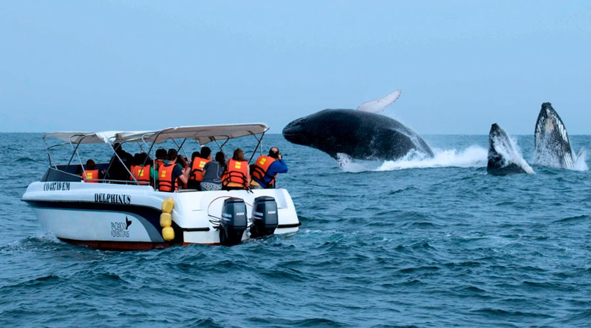 Las autoridades de Tumbes recomiendan el uso de embarcaciones formales para la temporada de avistamiento de ballenas. - Ladevi Medios y Soluciones Las autoridades de Tumbes recomiendan el uso de embarcaciones formales para la temporada de avistamiento de ballenas.
