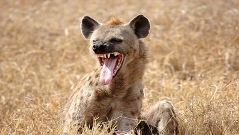 África cuenta con varios de los depredadores más letales los cuales puedes conocer en un safari.
