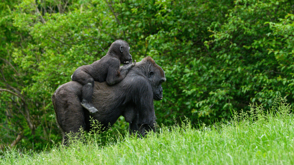 Los safaris, uno de los productos m&aacute;s vendidos en &Aacute;frica, especialmente en el Congo.