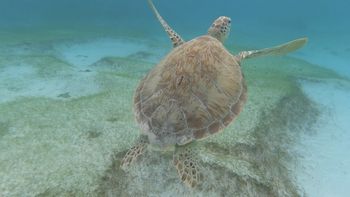 Ecoturismo: 3 sitios de liberación de tortugas este Día Mundial de la Tierra 2024