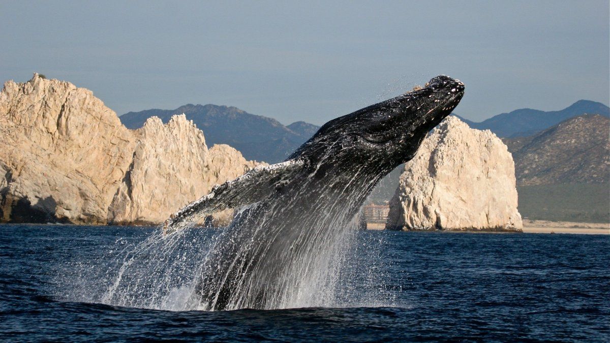 Vacaciones en México: el avistamiento de ballenas en Los Cabos es del 15 de diciembre al 15 de abril.