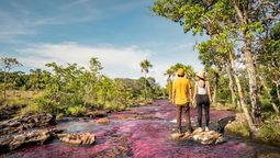 Caño Cristales ofrece uno de los paisajes naturales más sorprendentes de Colombia durante la temporada de colores.