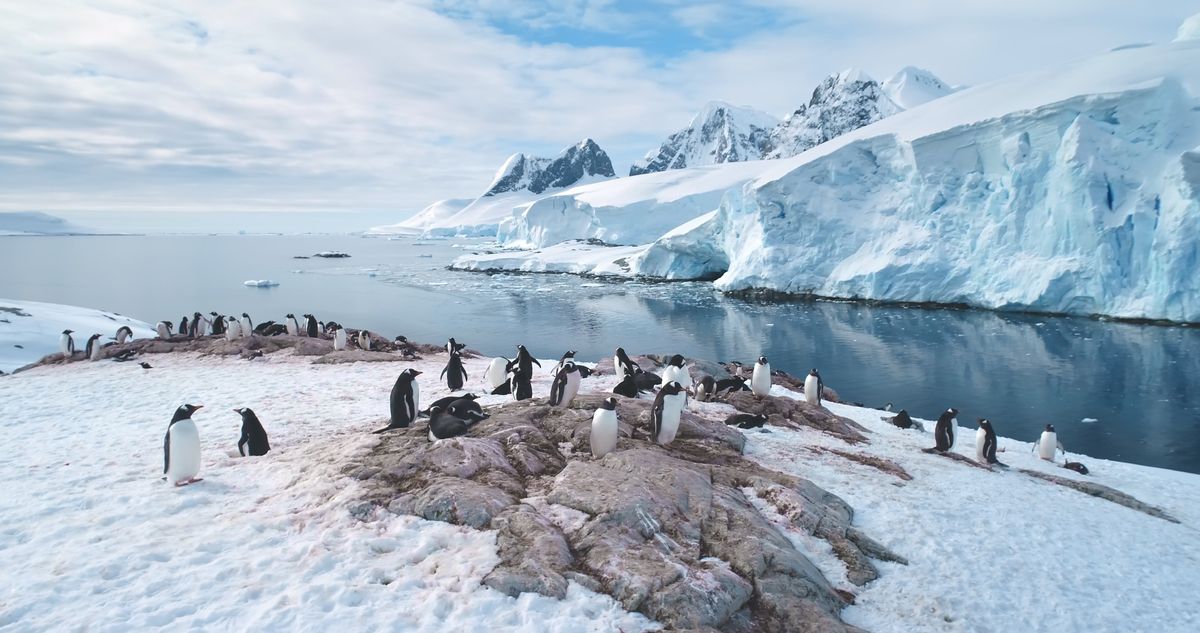 La pingüinera, parada obligada dentro de la experiencia por la Antártida de Civitatis.