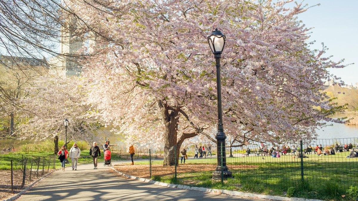 El parque más famoso de New York y uno de los grandes íconos verdes de Estados Unidos. El parque más famoso de New York y uno de los grandes íconos verdes de Estados Unidos.