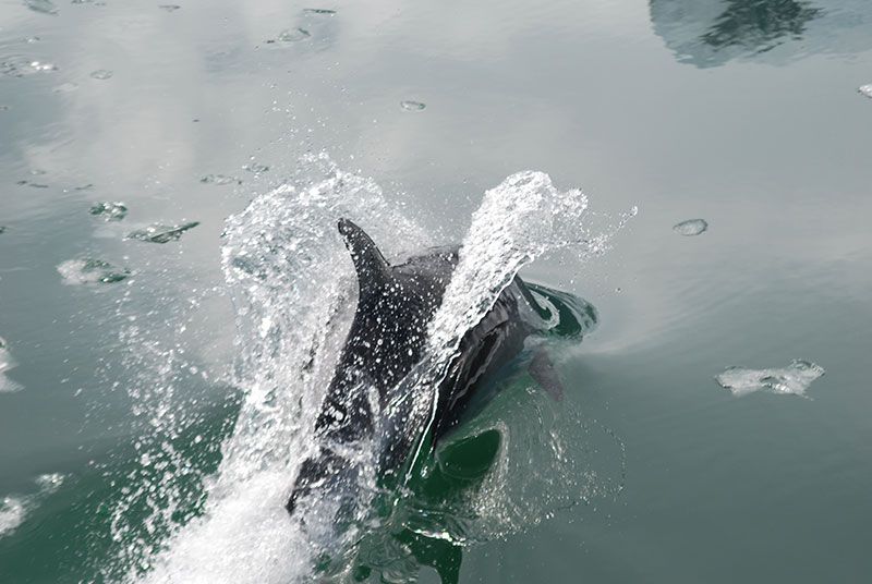 El continente blanco es morada de abundante fauna.