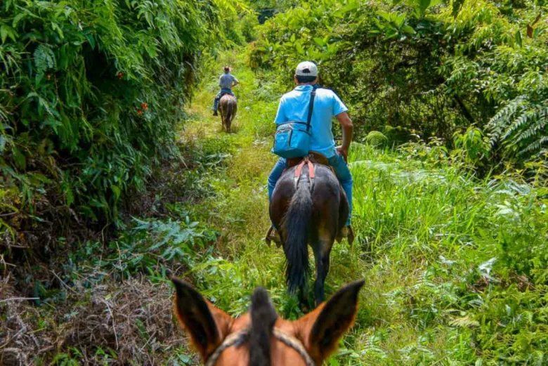 Complementá tu experiencia en Cataratas del Iguazú con una recorrida por la selva misionera en la que conocerás a la comunidad guaraní. 