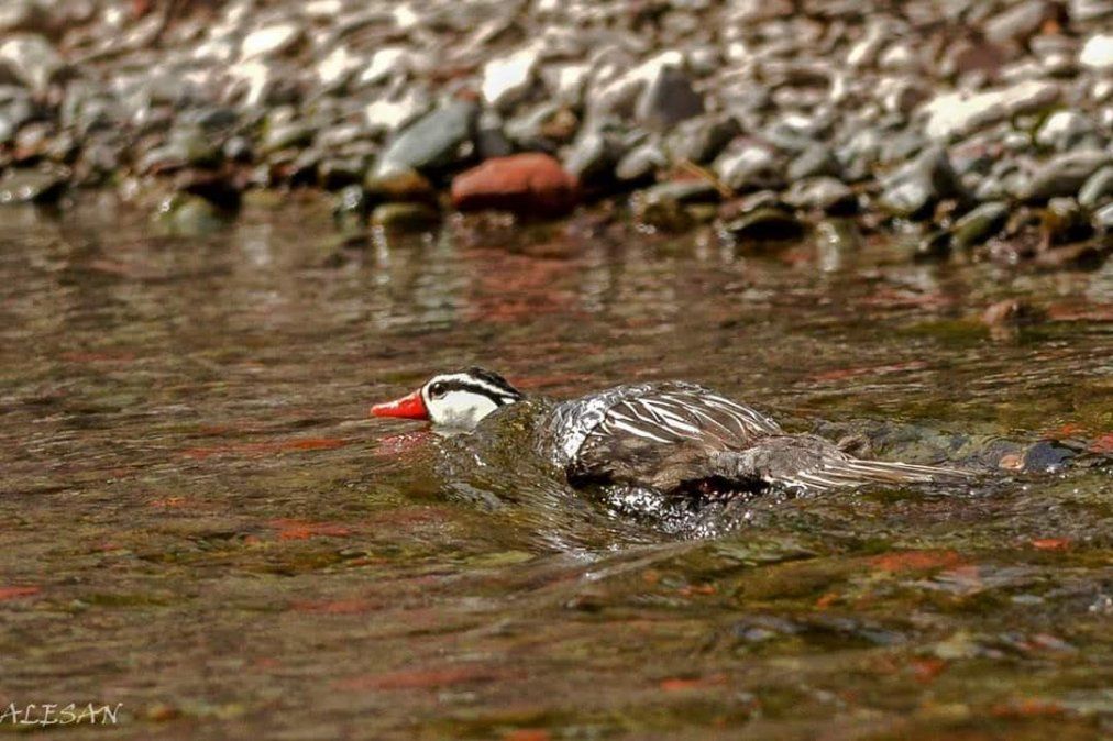 Salta obtuvo el primer lugar nacional en el Global Big Day.