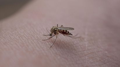 El CDC alerta que millones de personas en el mundo viven en áreas con riesgo de dengue.
