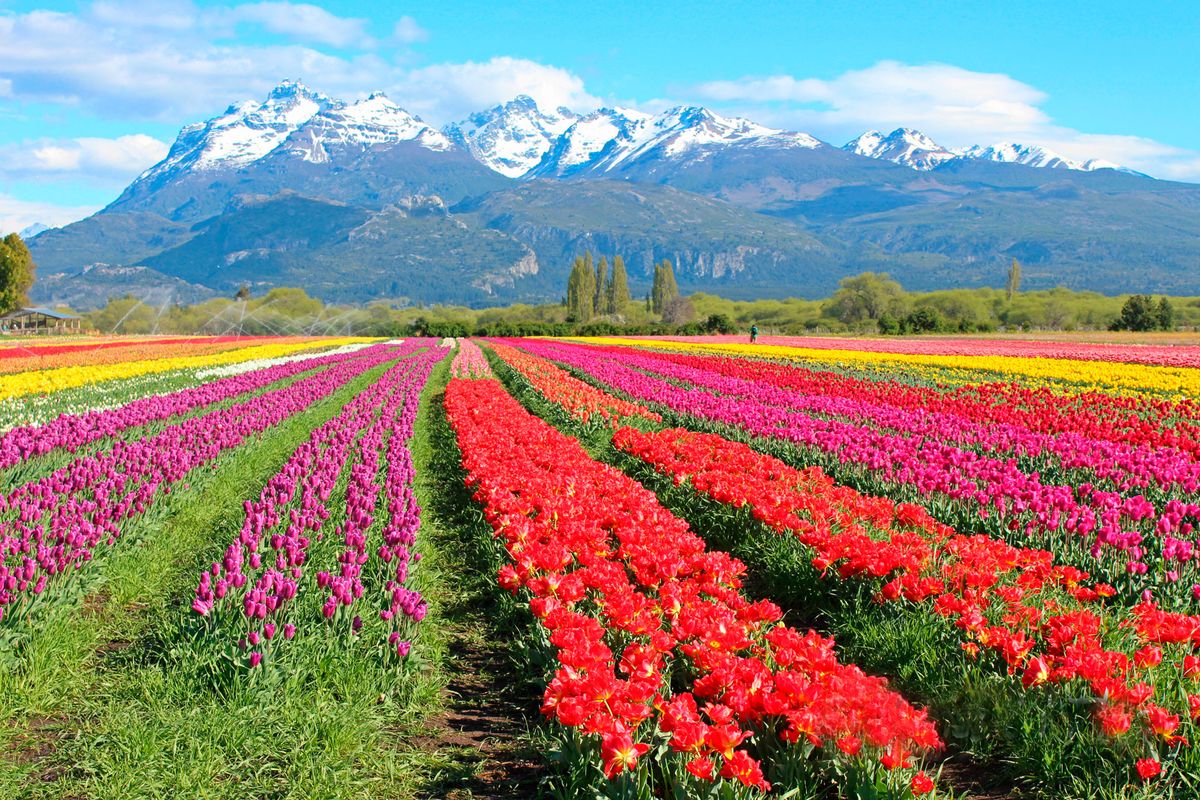 La Patagonia cuenta con uno de los campos de tulipanes más lindos del mundo.