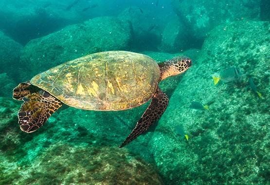 Tortuga en Santo Tomé y Príncipe. Tortuga en Santo Tomé y Príncipe.