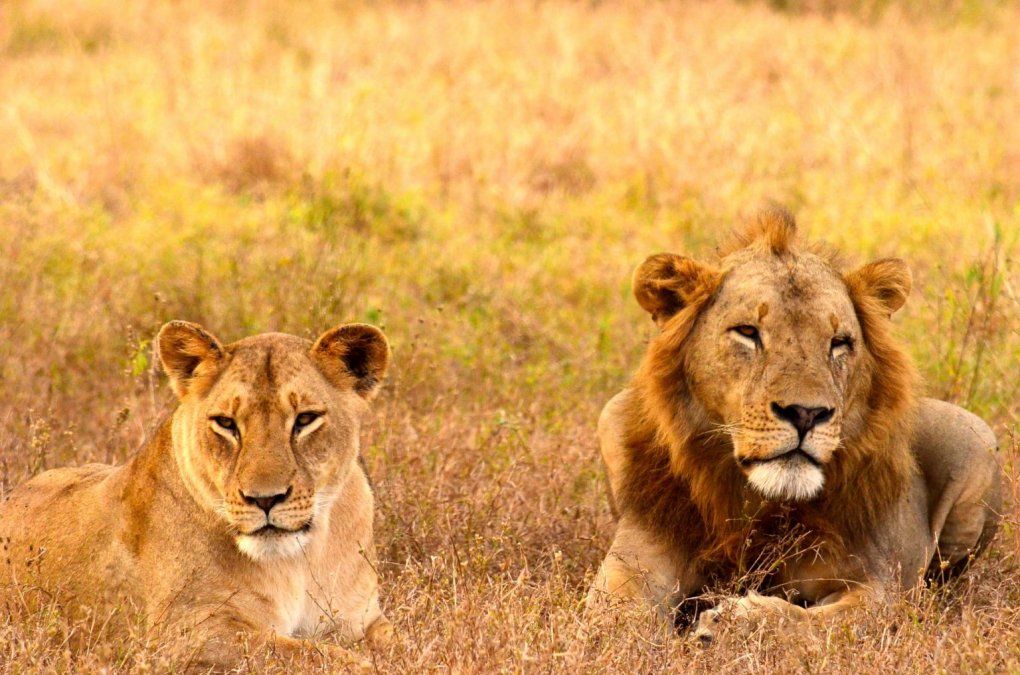 Parque Nacional de Gorongosa en Mozambique. Parque Nacional de Gorongosa en Mozambique.