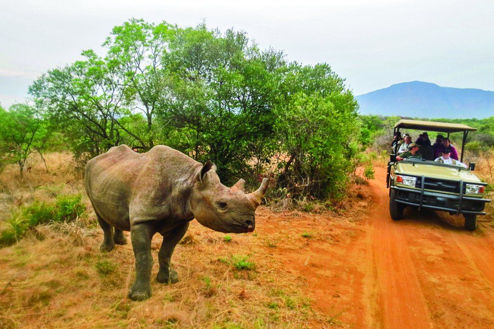 El rinoceronte es uno de los denominados Cinco Grandes de África.