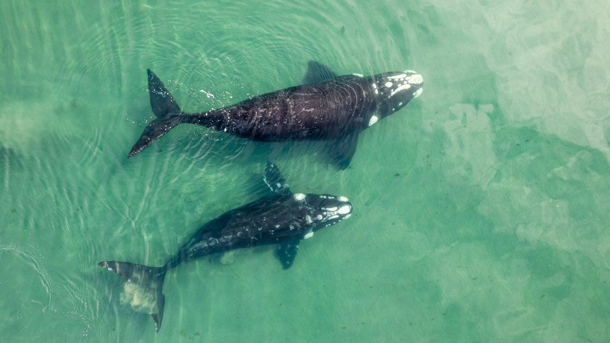 Vacaciones de invierno en Buenos Aires: Miramar ya está desarrollando circuitos y corredores costeros para avistajes de ballenas.