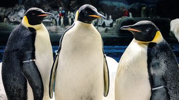 SeaWorld Orlando incorpora pingüinos emperador y será la única exhibición de ejemplares de la especie en el hemisferio occidental. 