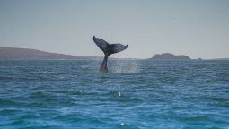 Un escenario natural único de Chubut en donde podrás ver 4 especies de ballenas