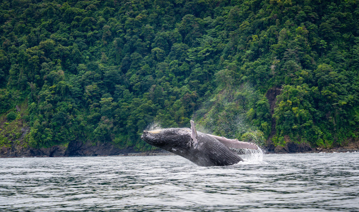 Fontur y el Ministerio de Comercio, Industria y Turismo anunciaron la nueva marca país Colombia, el País de la Belleza es Pacífico para impulsar la región.