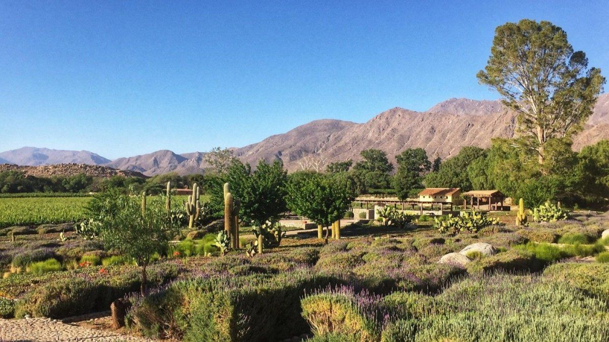 Descubrí un pueblo de Salta con mejor vino que el de Cafayate.&nbsp;