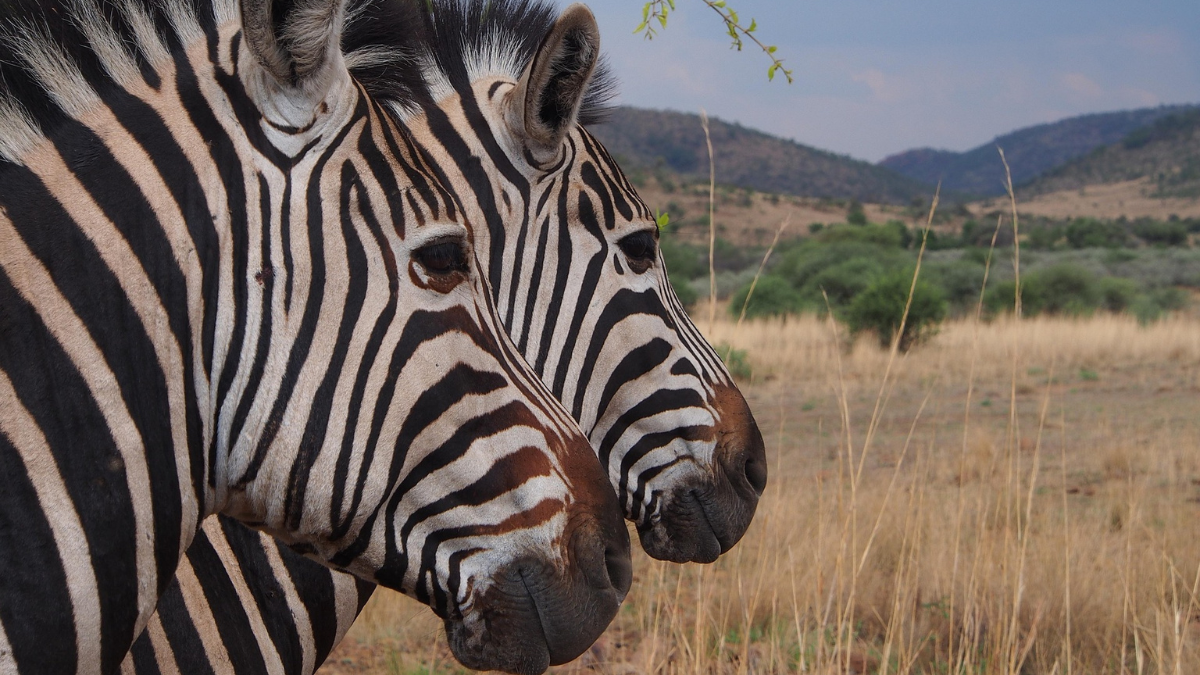 El Parque Nacional Pilanesberg es hogar de más de 7 mil animales.