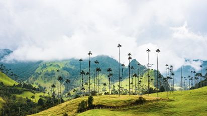 Valle de Cocora entre los favoritos del Eje Cafetero.