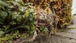 Semana Santa con tu mascota empieza con una buena planificación y mucho amor.