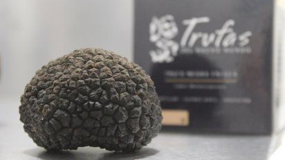 Gastronom&iacute;a: Trufas del Nuevo Mundo inici&oacute; la recolecci&oacute;n del producto premium de la gastronom&iacute;a.&nbsp; &nbsp;