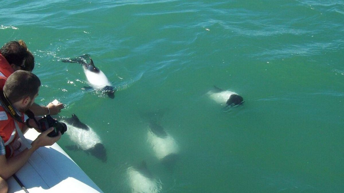 El avistaje de toninas es una excursión muy solicitada en la capital de Chubut.