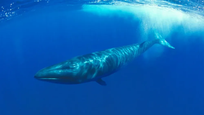 No es Puerto Madryn: el nuevo destino de la Patagonia que invita a hacer excursiones entre ballenas