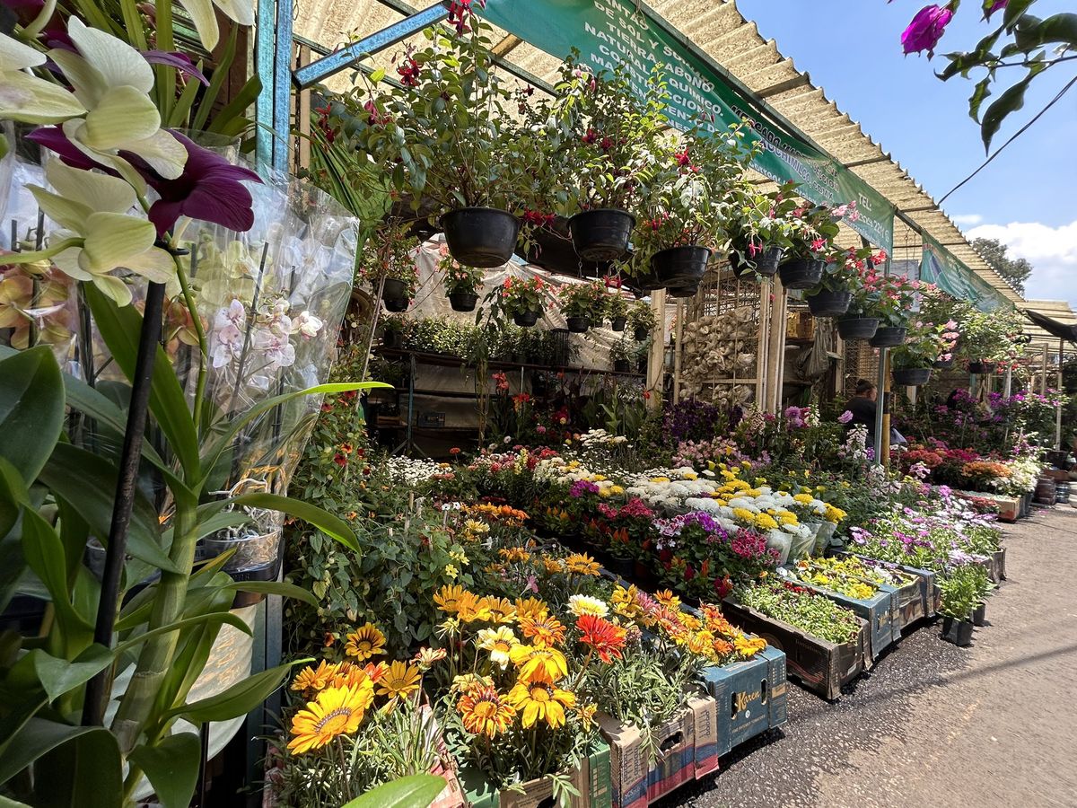Conoce el Mercado Madreselva donde podrás comprar todo lo relacionado a las plantas.