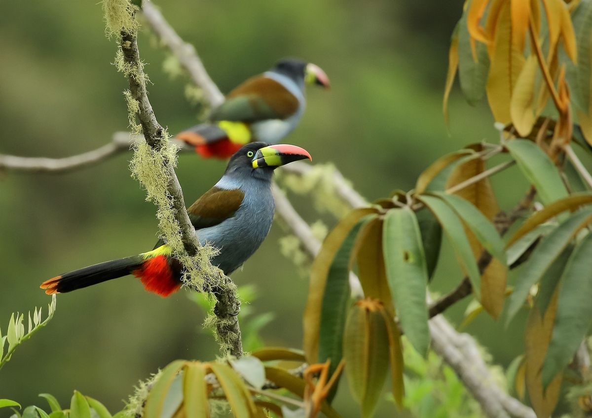 Avistamiento de aves.