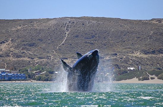 Cada avistaje es una experiencia irrepetible en contacto directo con los cetáceos.