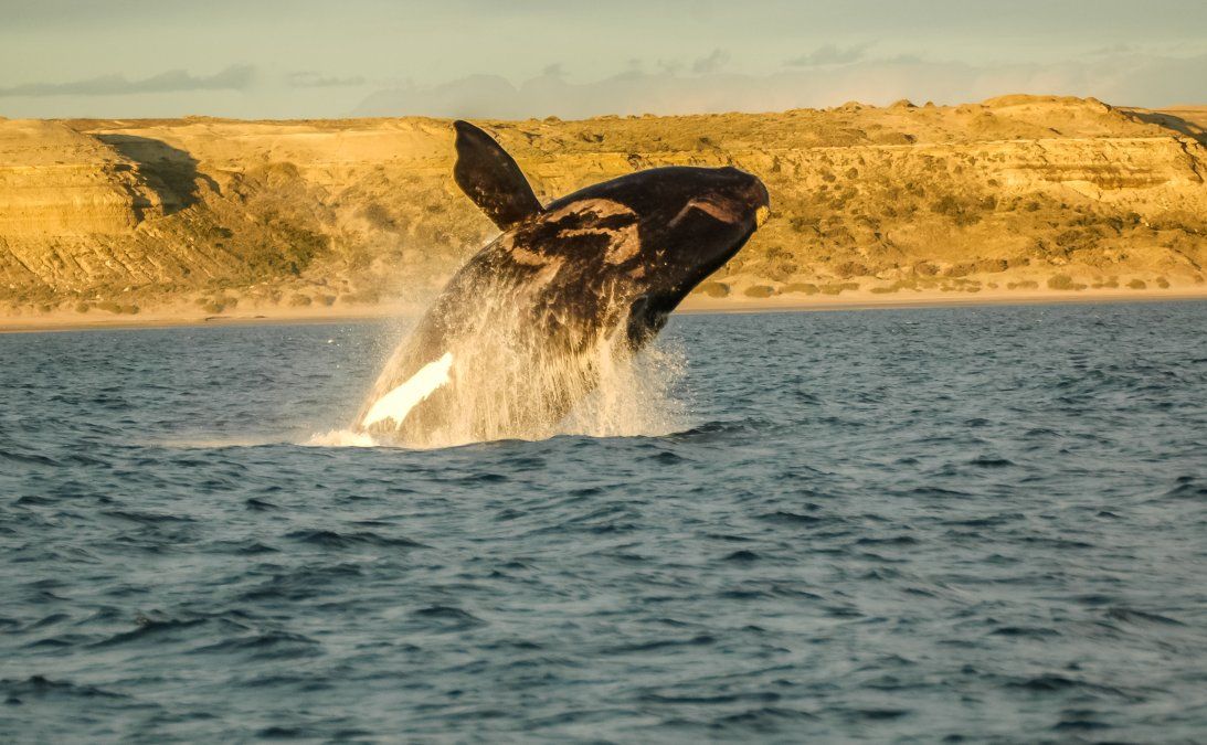 Desde Puerto Pirámides parten las famosas excursiones para el avistaje de ballenas francas, que se llevan a cabo entre junio y diciembre en Chubut. Desde Puerto Pirámides parten las famosas excursiones para el avistaje de ballenas francas, que se llevan a cabo entre junio y diciembre en Chubut.