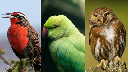 Descubre las mejores rutas cerca de la capital para el avistamiento de aves