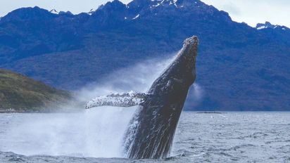 Comienza la temporada de ballenas en Magallanes: una experiencia austral única en Chile