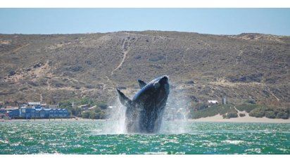 Península Valdés: reserva libertad