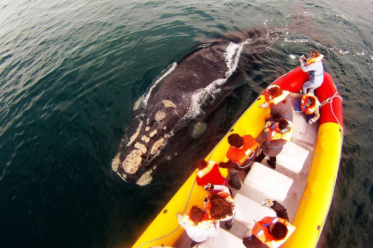 El avistaje de fauna es uno de los atractivos de Las Grutas.