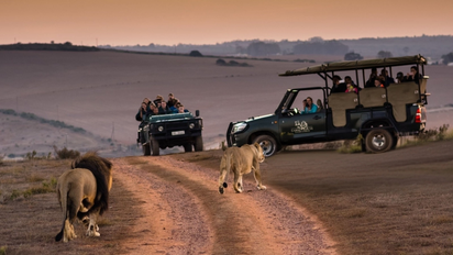 3 espectaculares safaris que debes realizar en África