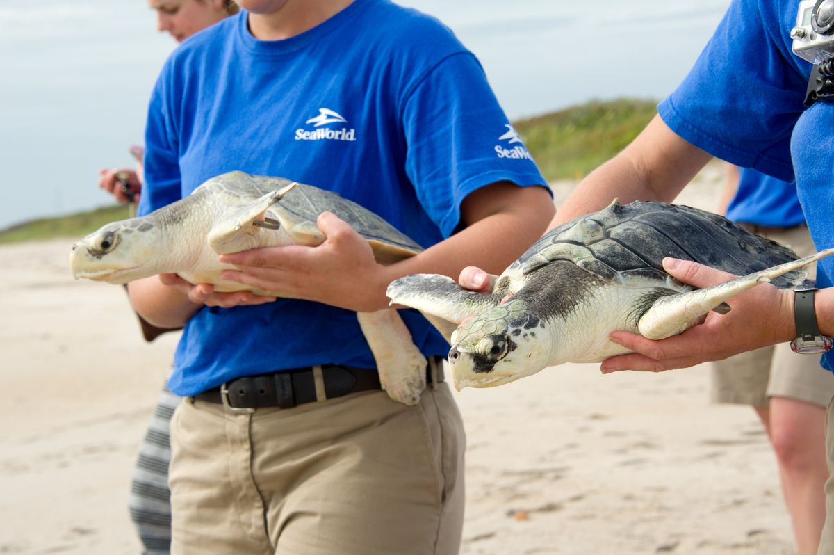 El momento más esperado por SeaWorld: devolver a su hábitat natural a tortugas marinas recuperadas.