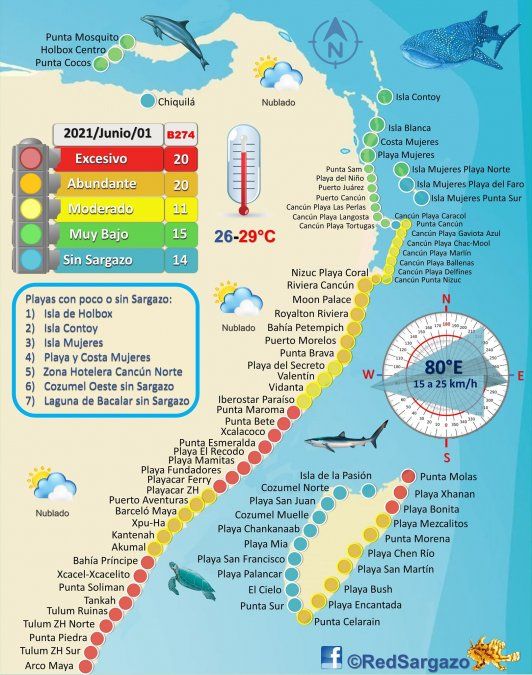 Reporte de la Red de Monitoreo del Sargazo Cancún sobre la presencia del alga en el Caribe mexicano.