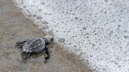 Un espectáculo natural en Panamá que sorprenderá a los fanáticos de los animales