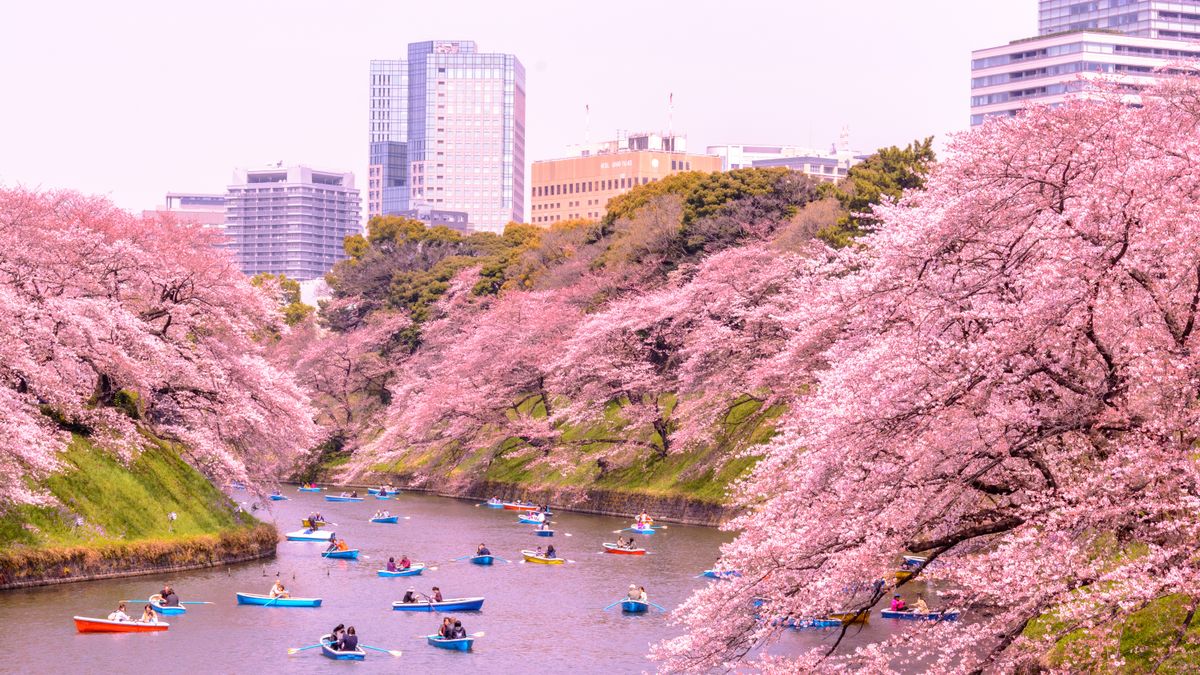 El parque Ueno y el río Meguro destacan por los cerezos en flor en Tokio, uno de los principales atractivos de la temporada.