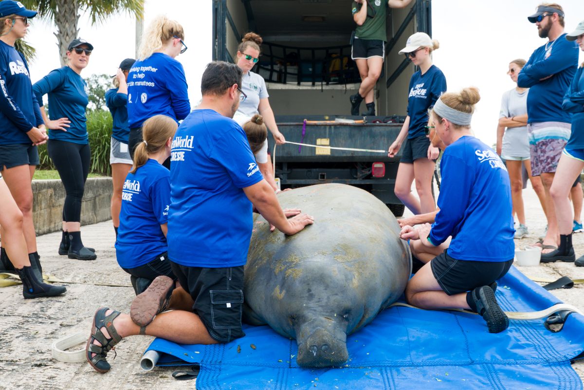 La meta de SeaWorld es siempre devolver los animales salvajes rescatados a sus ambientes naturales. No obstante