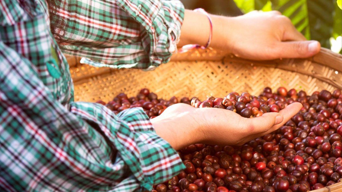 La Hacienda La Herencia permite disfrutar del entorno rural caracter&iacute;stico del Eje Cafetero.