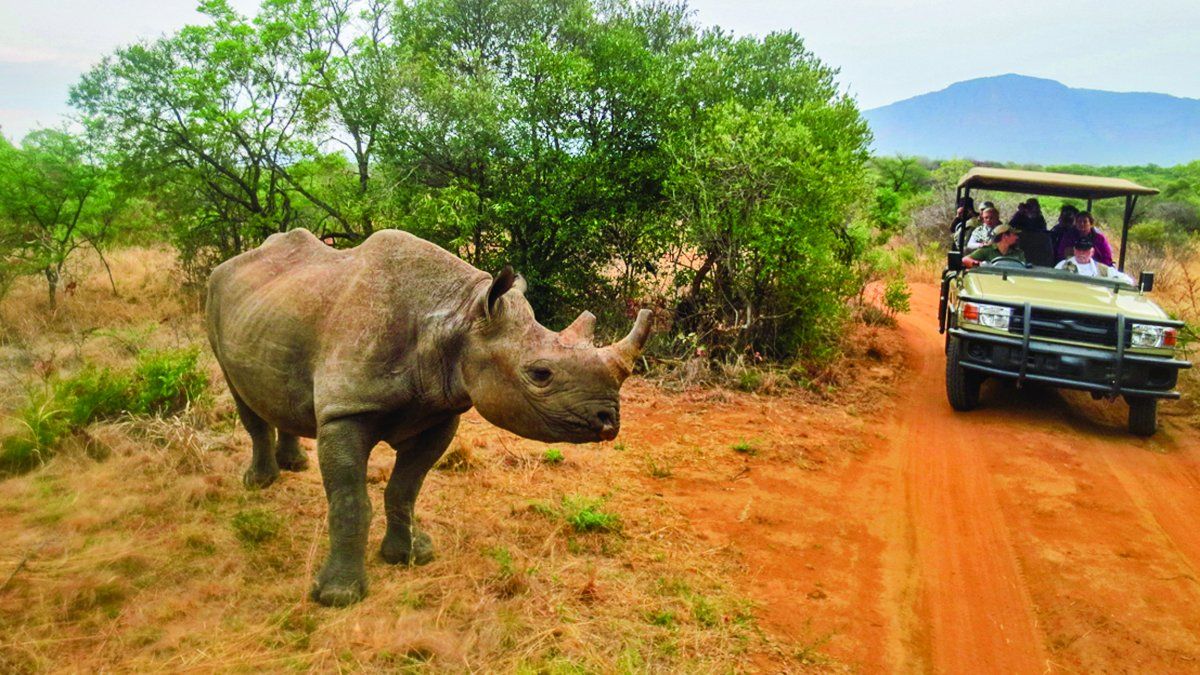 El rinoceronte es uno de los denominados Cinco Grandes de África.